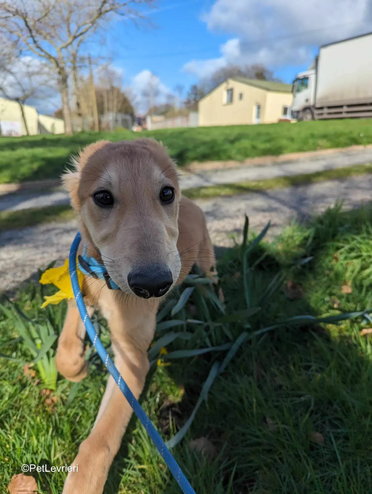 Gino adozione greyhound 03