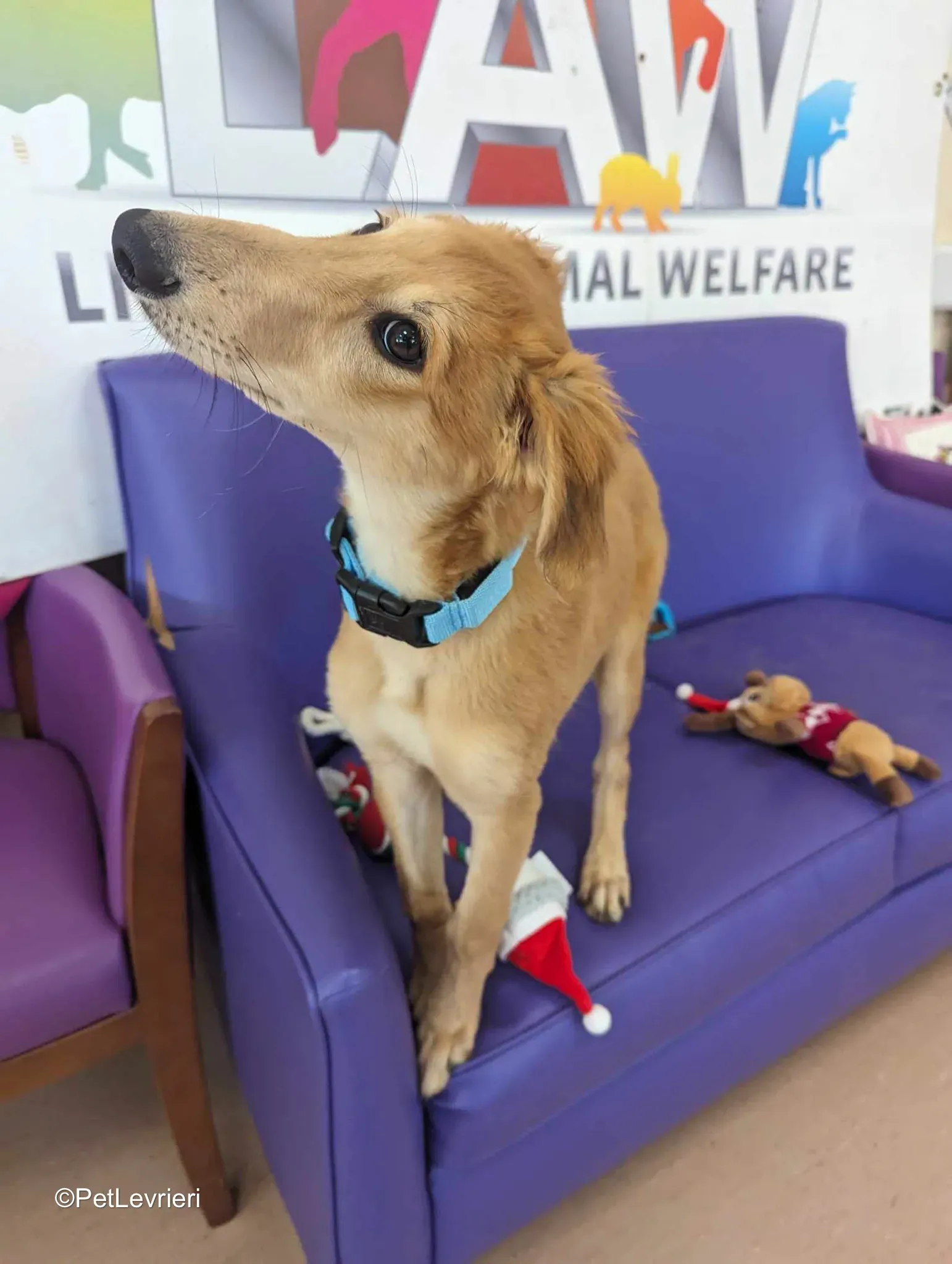 Gino adozione greyhound 04