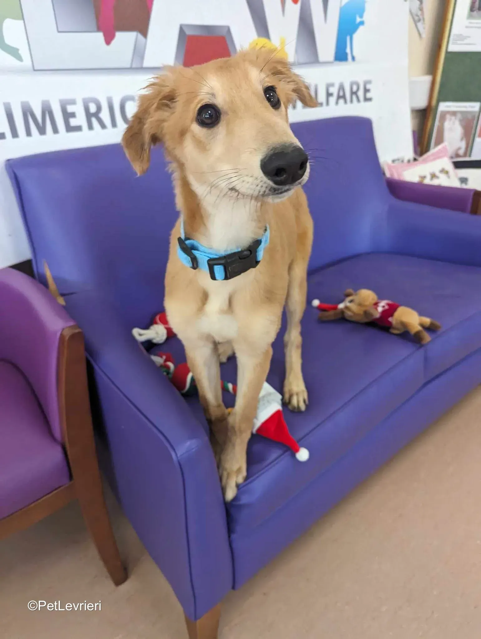 Gino adozione greyhound 05