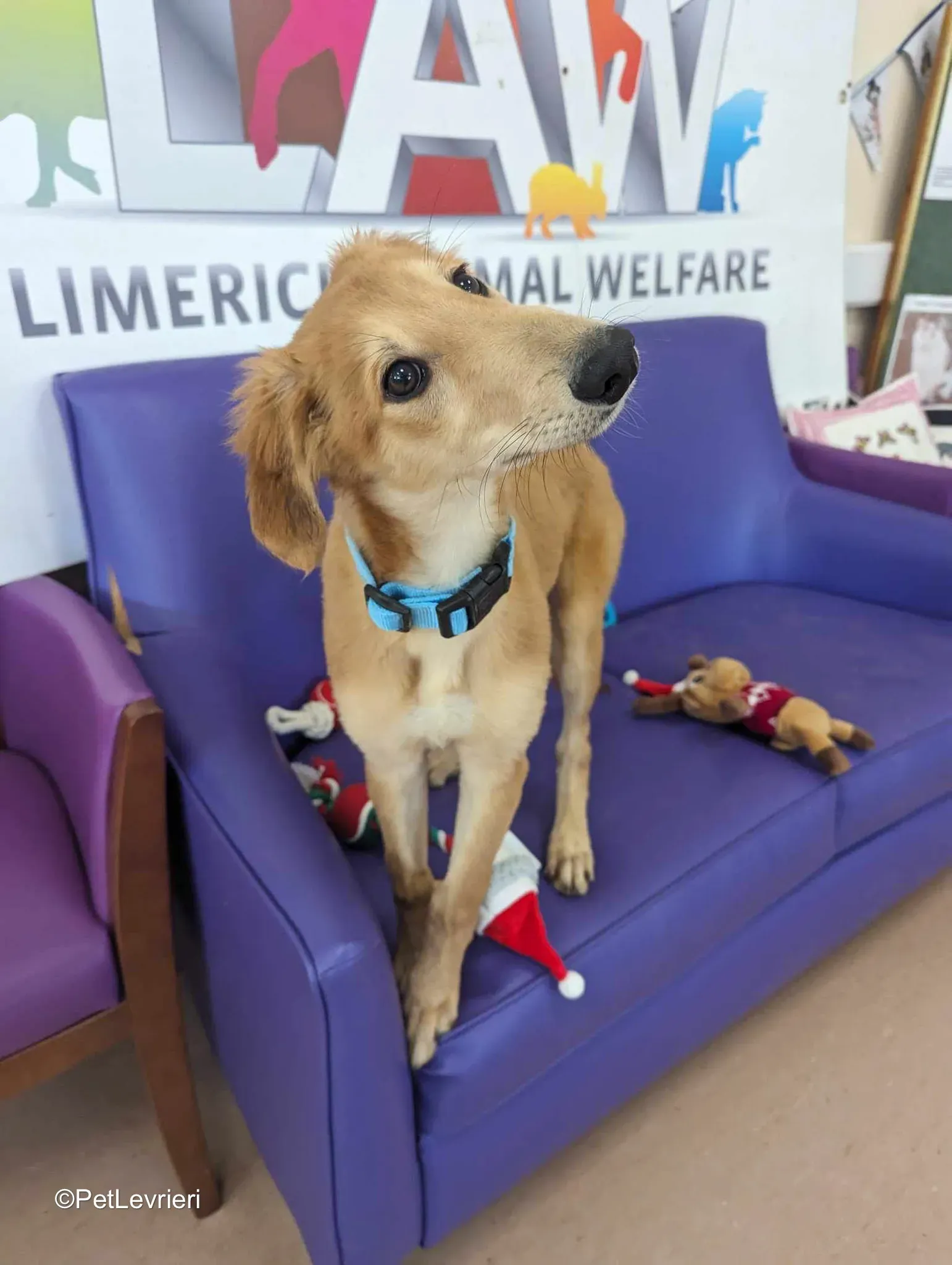 Gino adozione greyhound 06