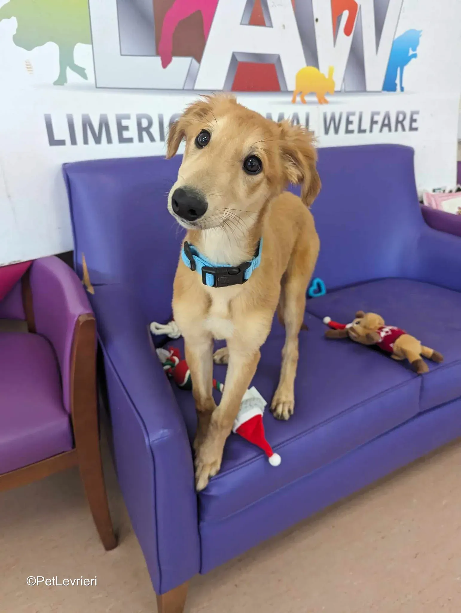 Gino adozione greyhound 07