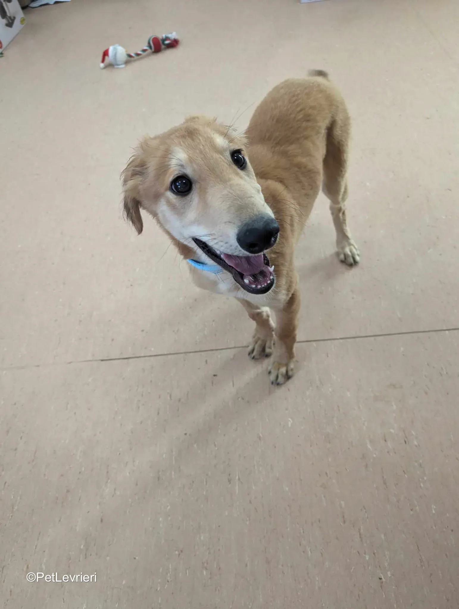 Gino adozione greyhound 08