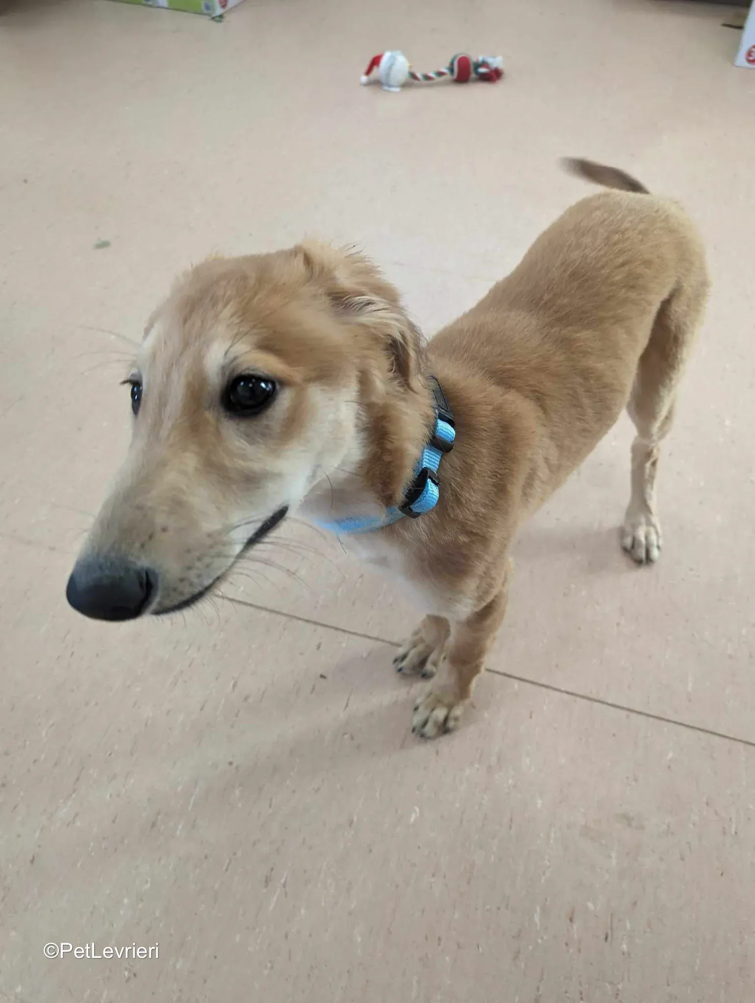 Gino adozione greyhound 09