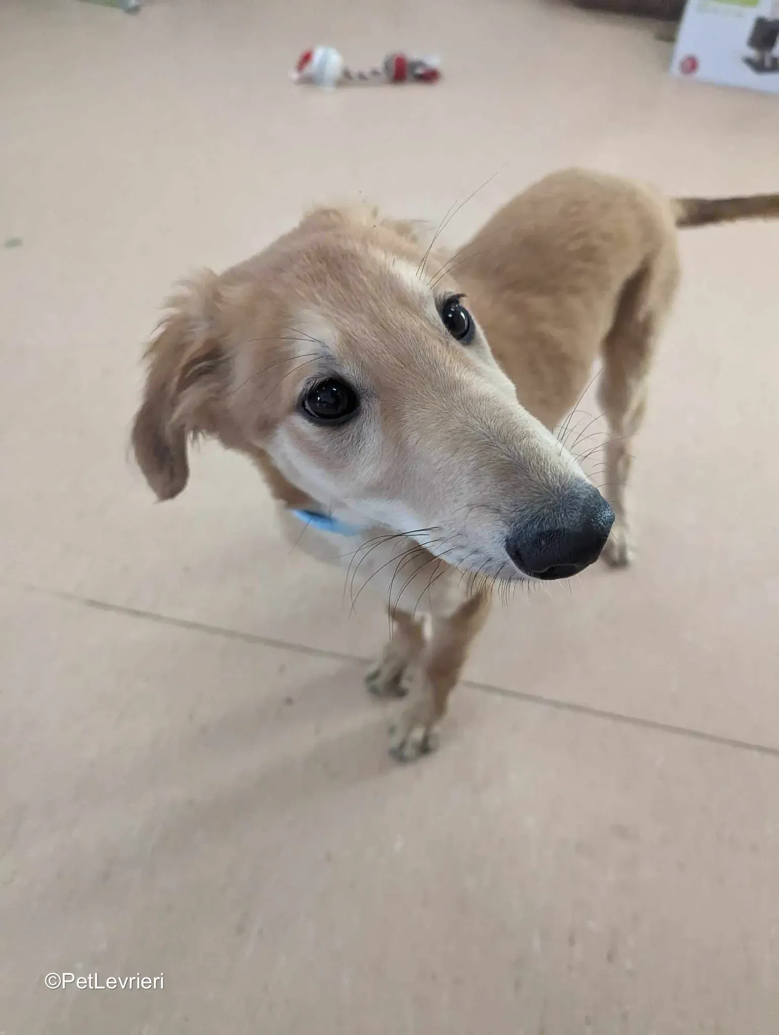 Gino adozione greyhound 10