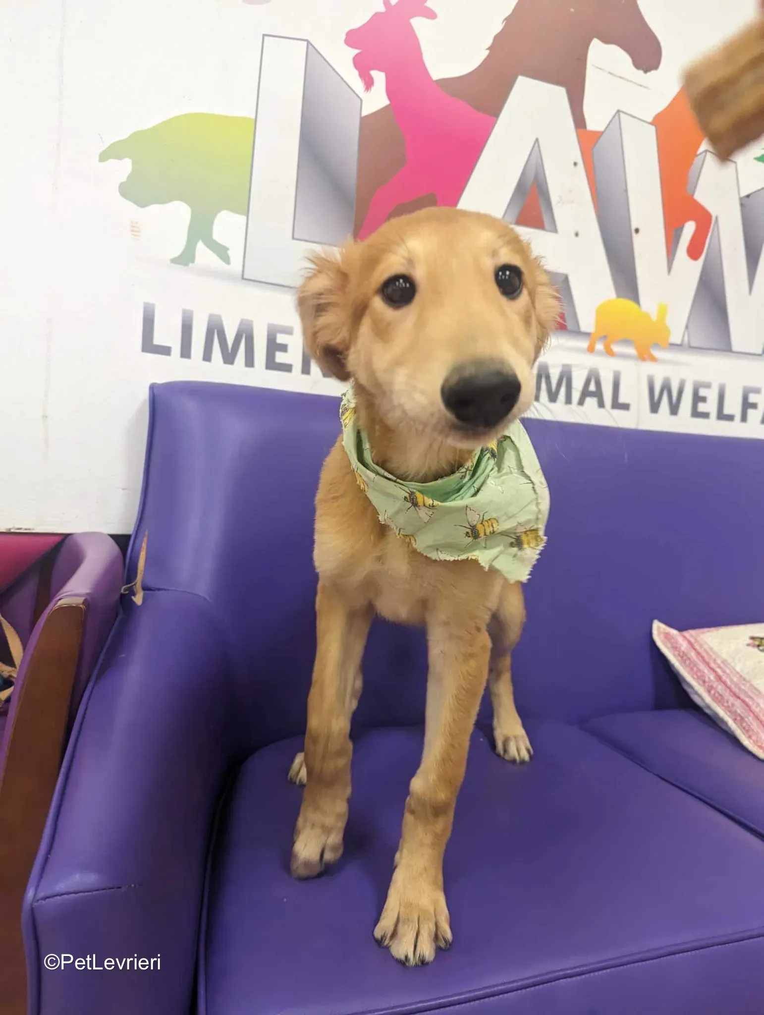 Gino adozione greyhound 11