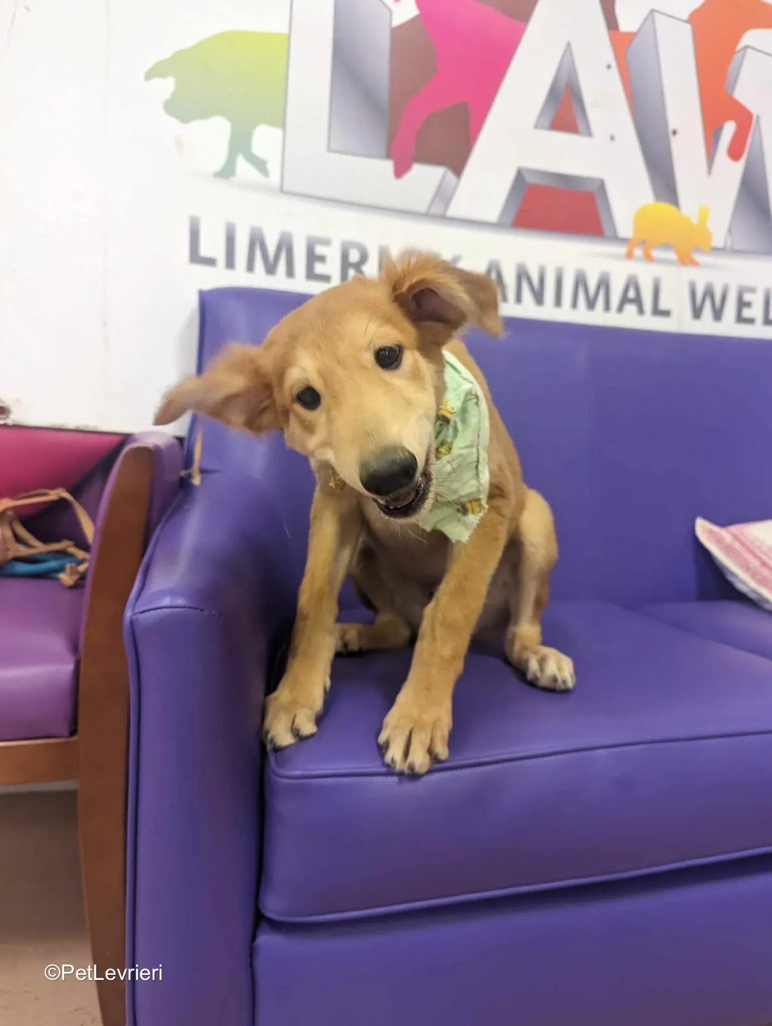 Gino adozione greyhound 12