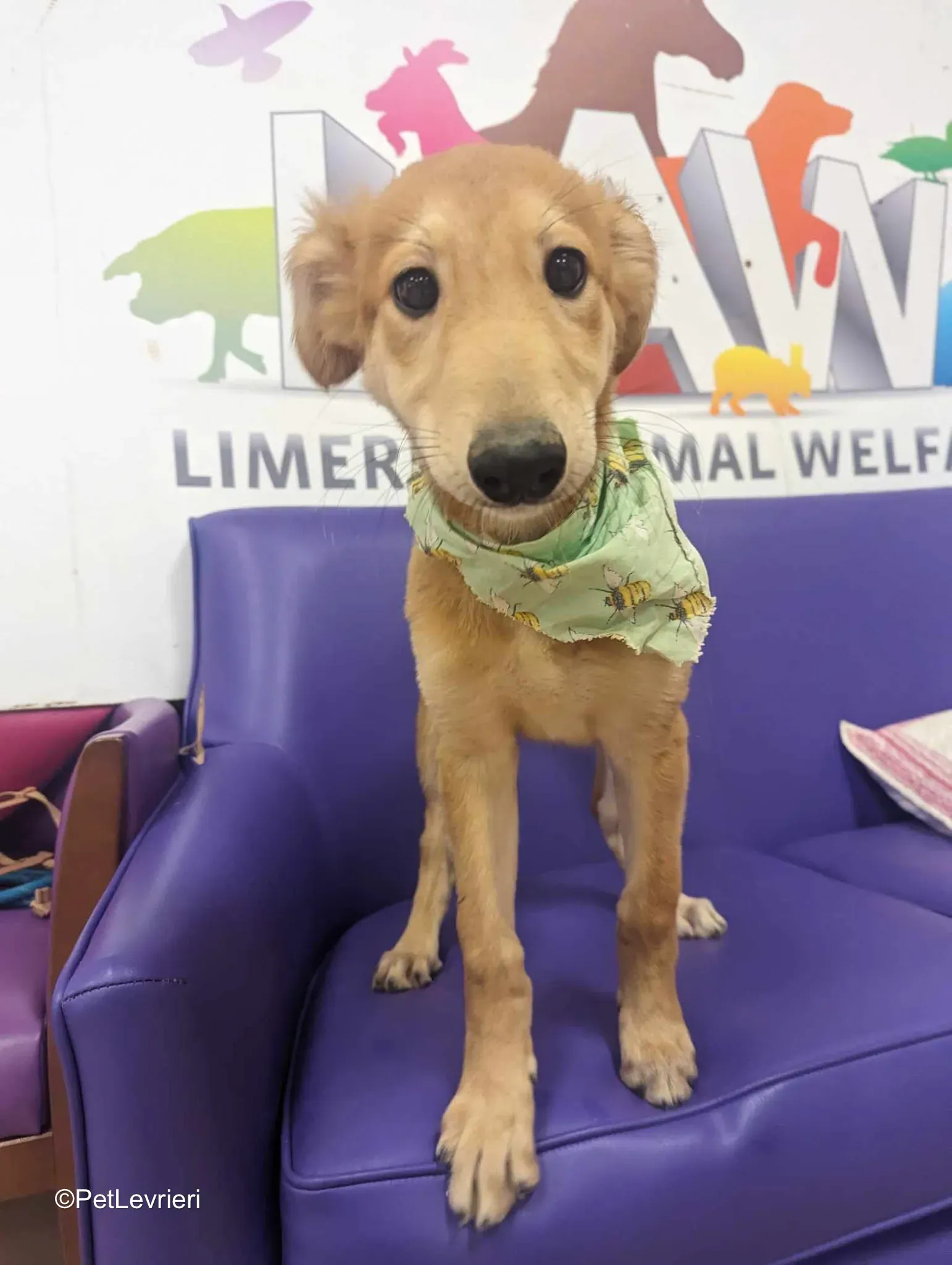 Gino adozione greyhound 13