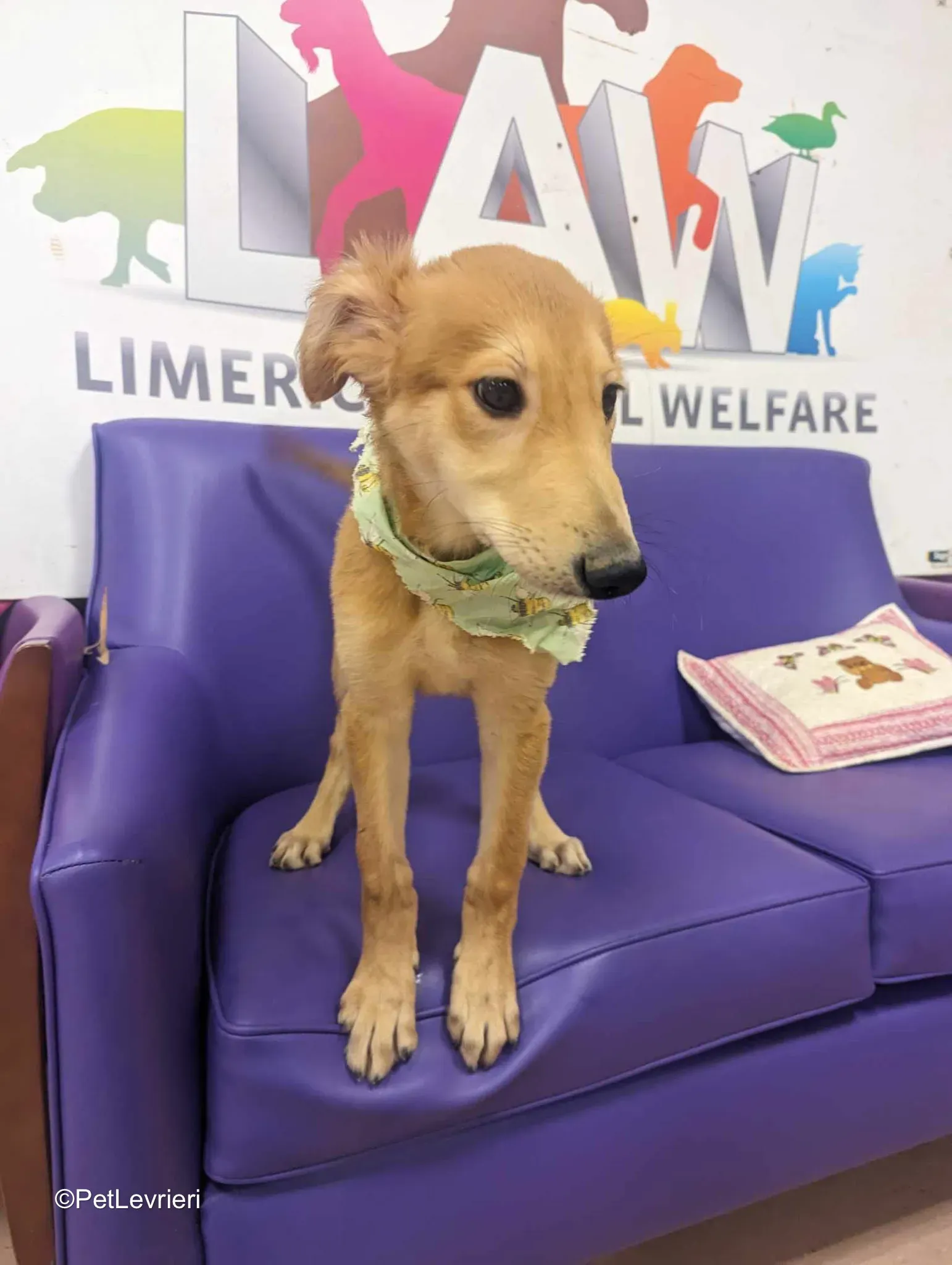 Gino adozione greyhound 14