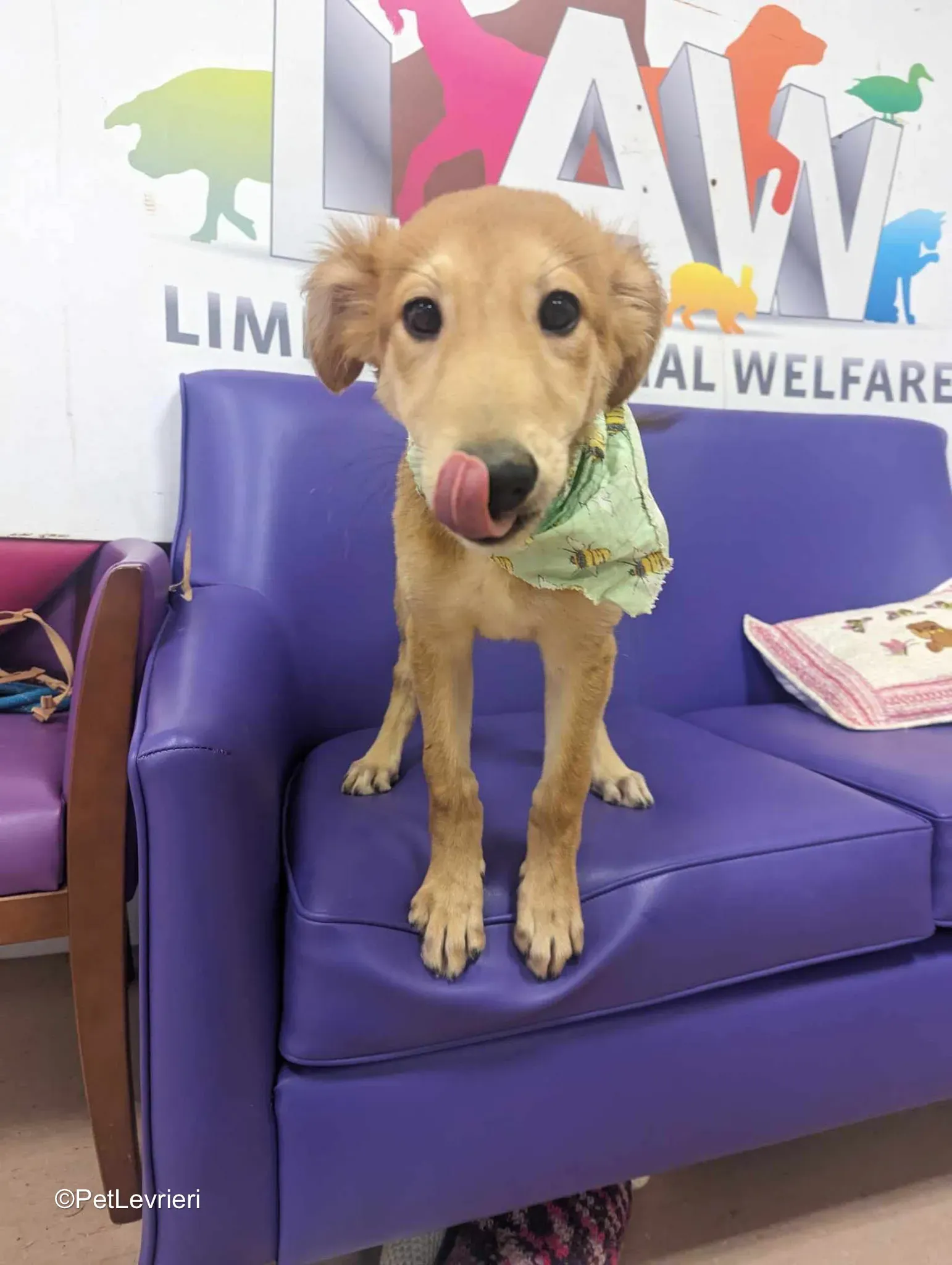 Gino adozione greyhound 15