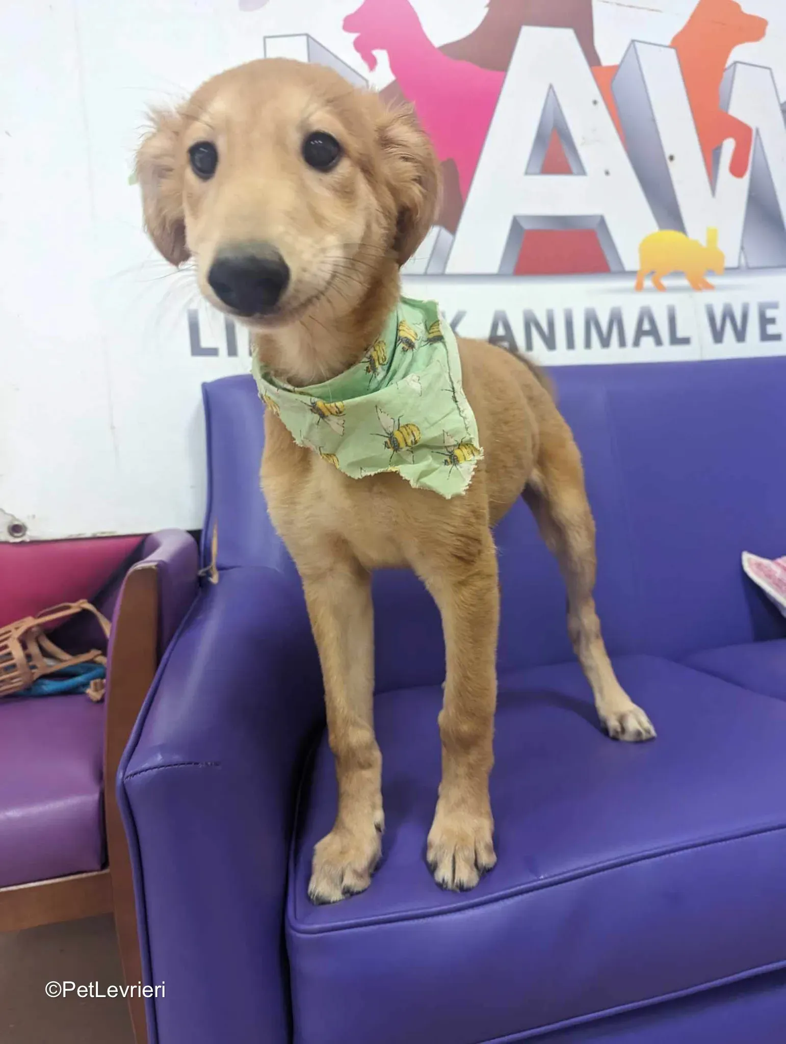 Gino adozione greyhound 16