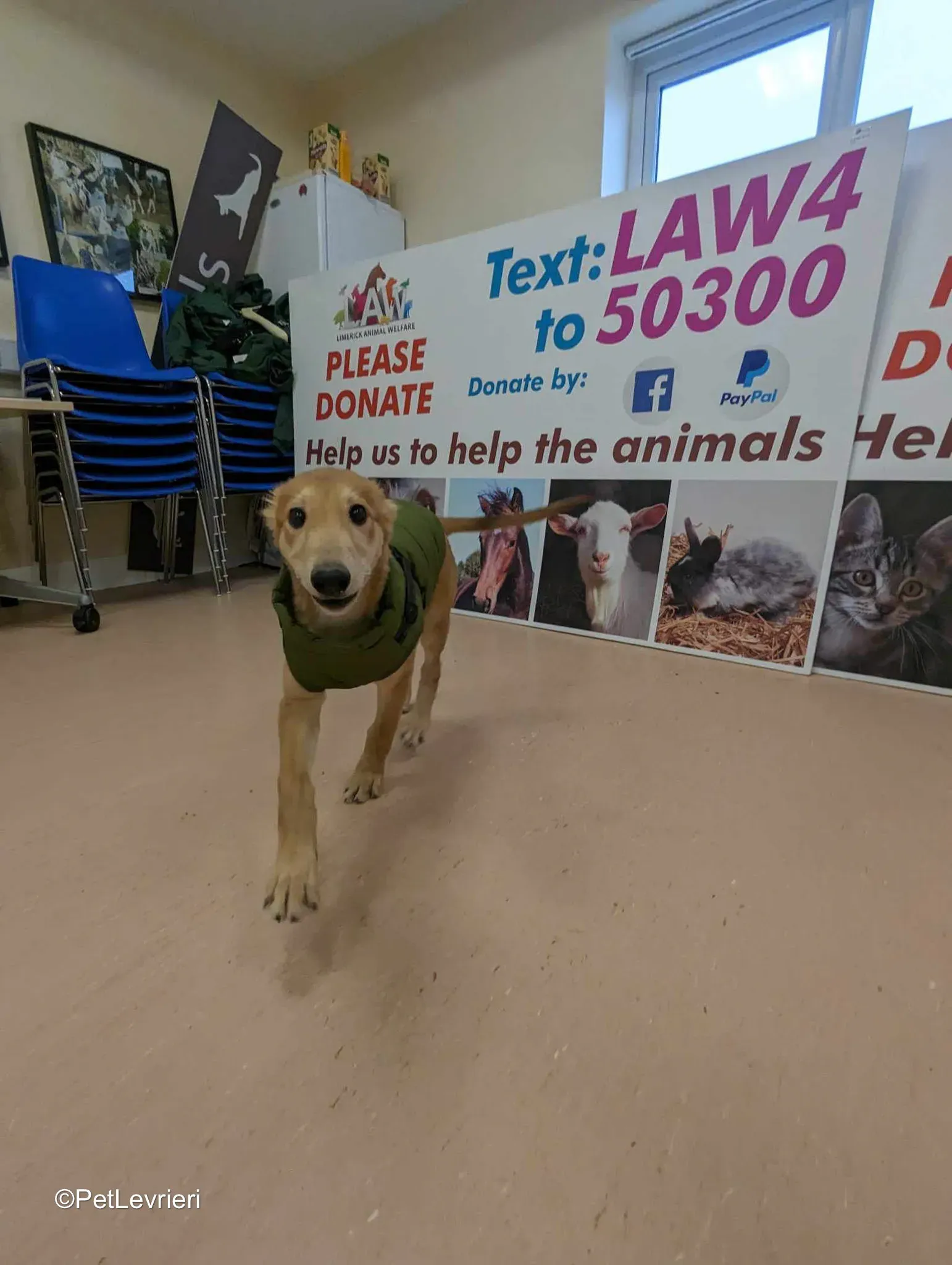 Gino adozione greyhound 17