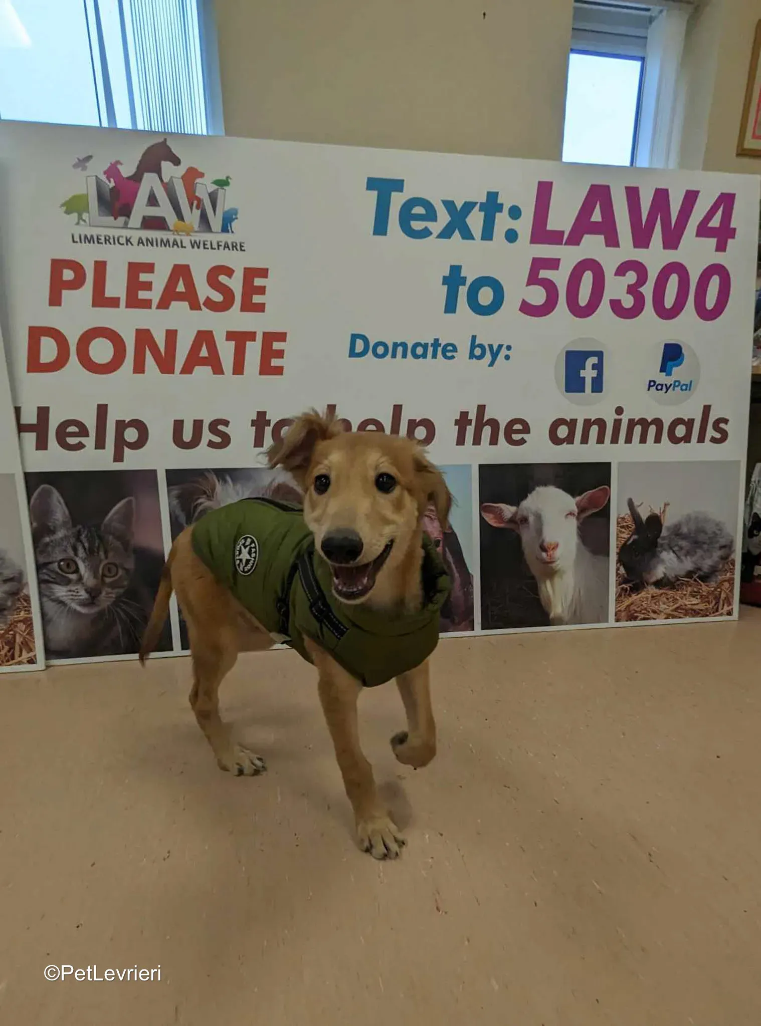 Gino adozione greyhound 18