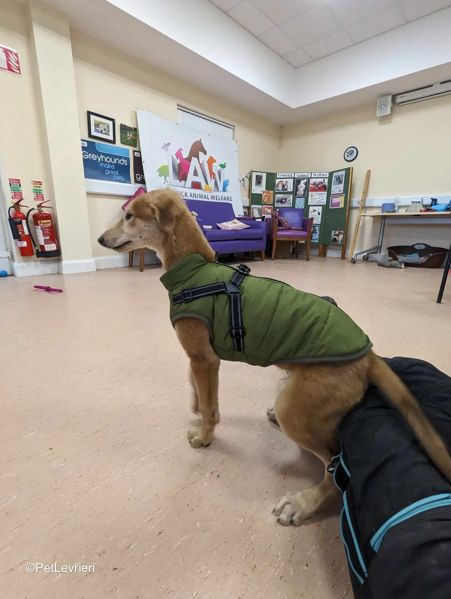 Gino adozione greyhound 19