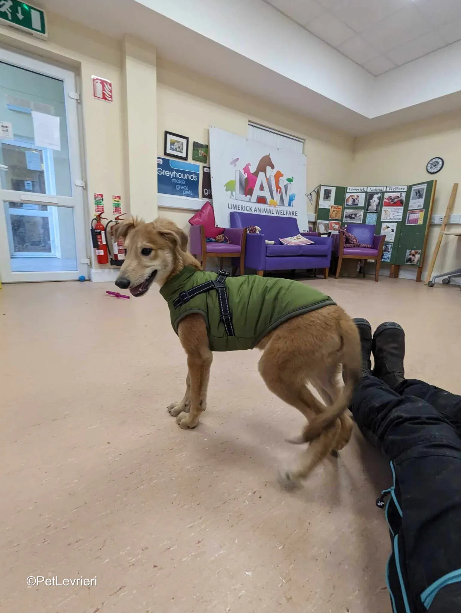 Gino adozione greyhound 20