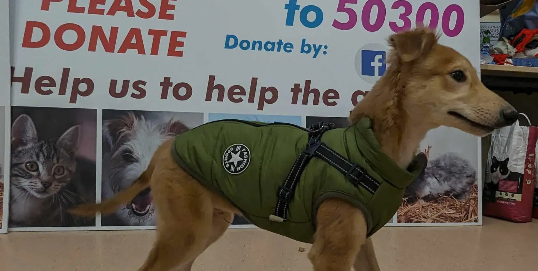 Gino adozione greyhound 21 e1709051743264