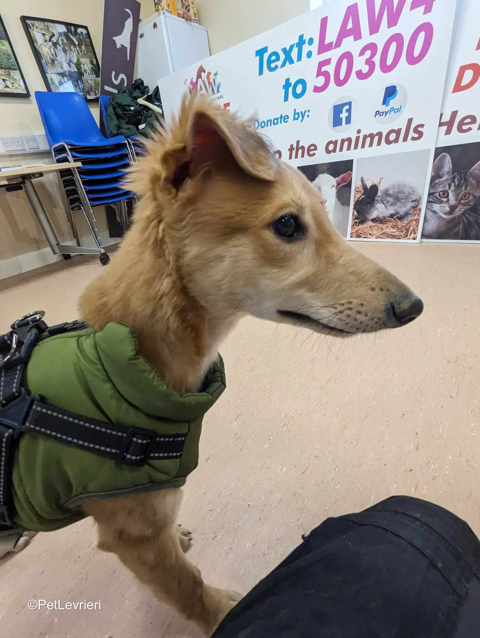 Gino adozione greyhound 22