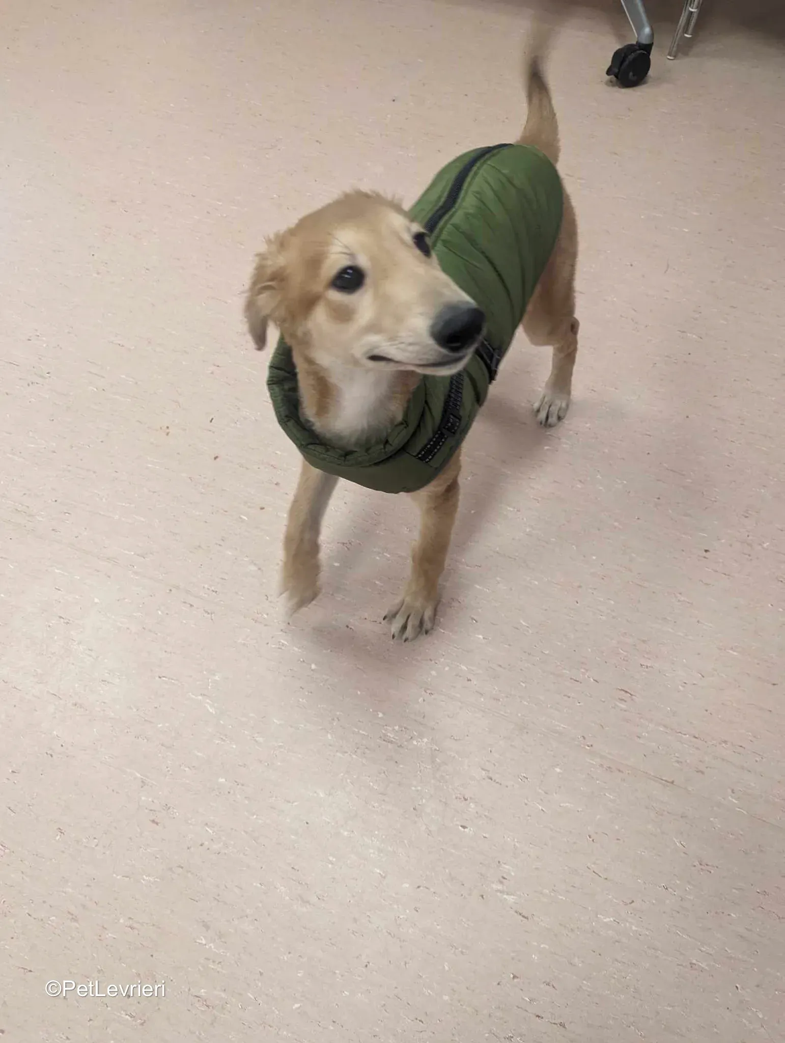 Gino adozione greyhound 23