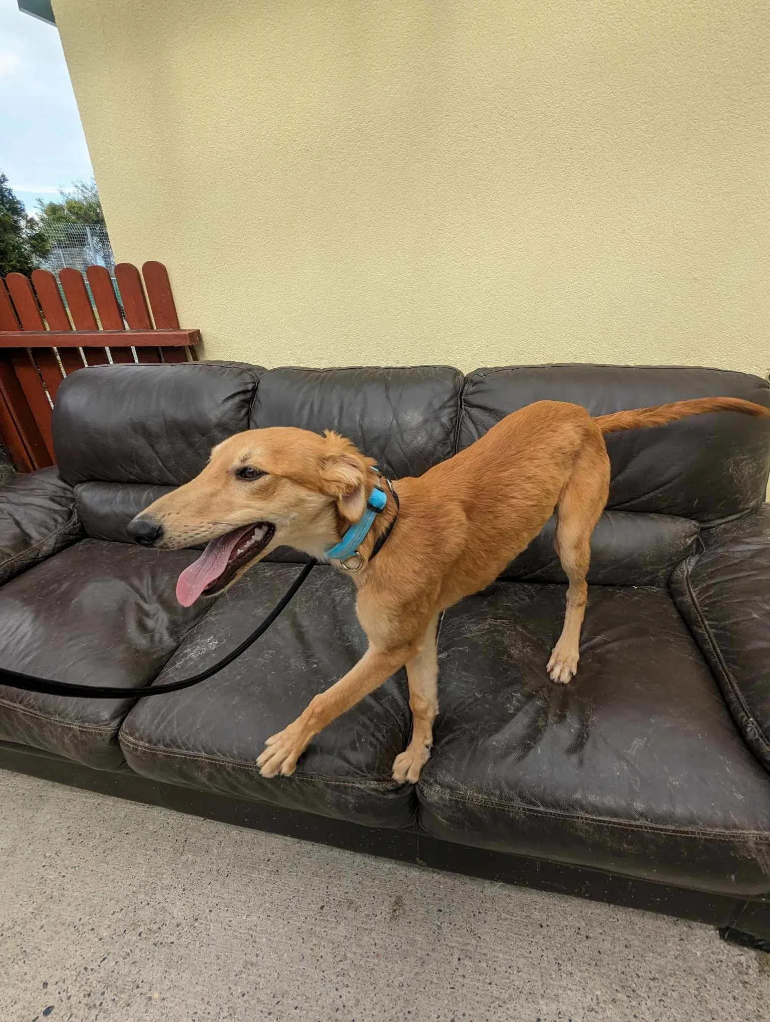 Gino adozione greyhound 24