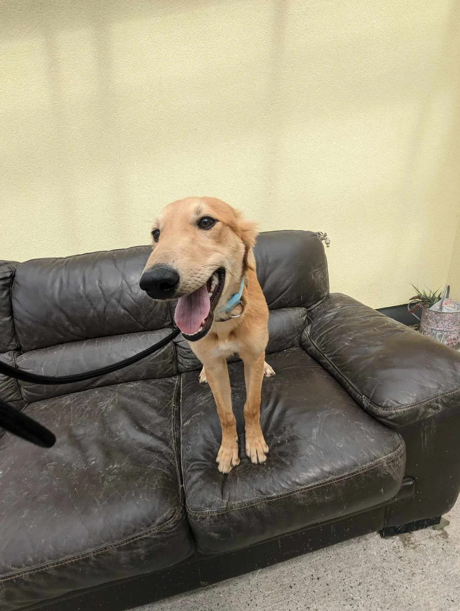 Gino adozione greyhound 26