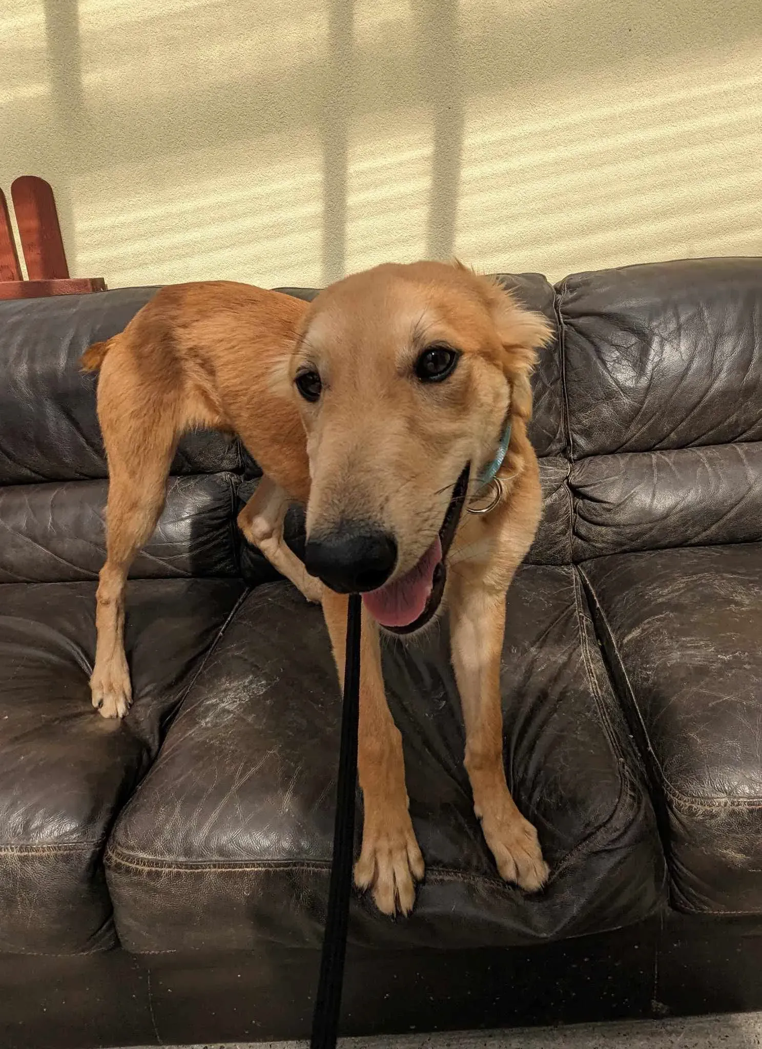 Gino adozione greyhound 27