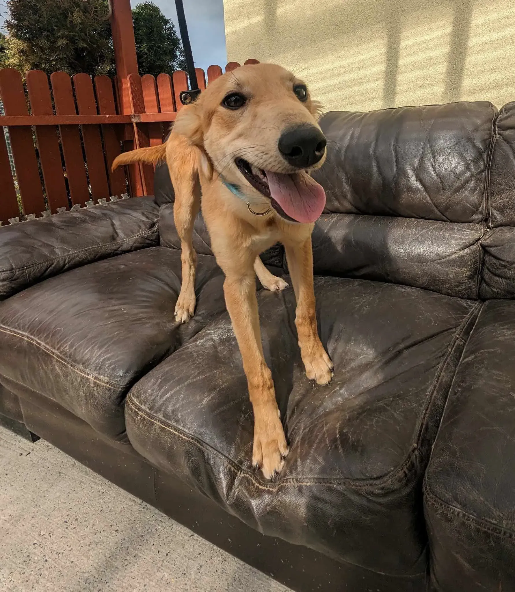 Gino adozione greyhound 28