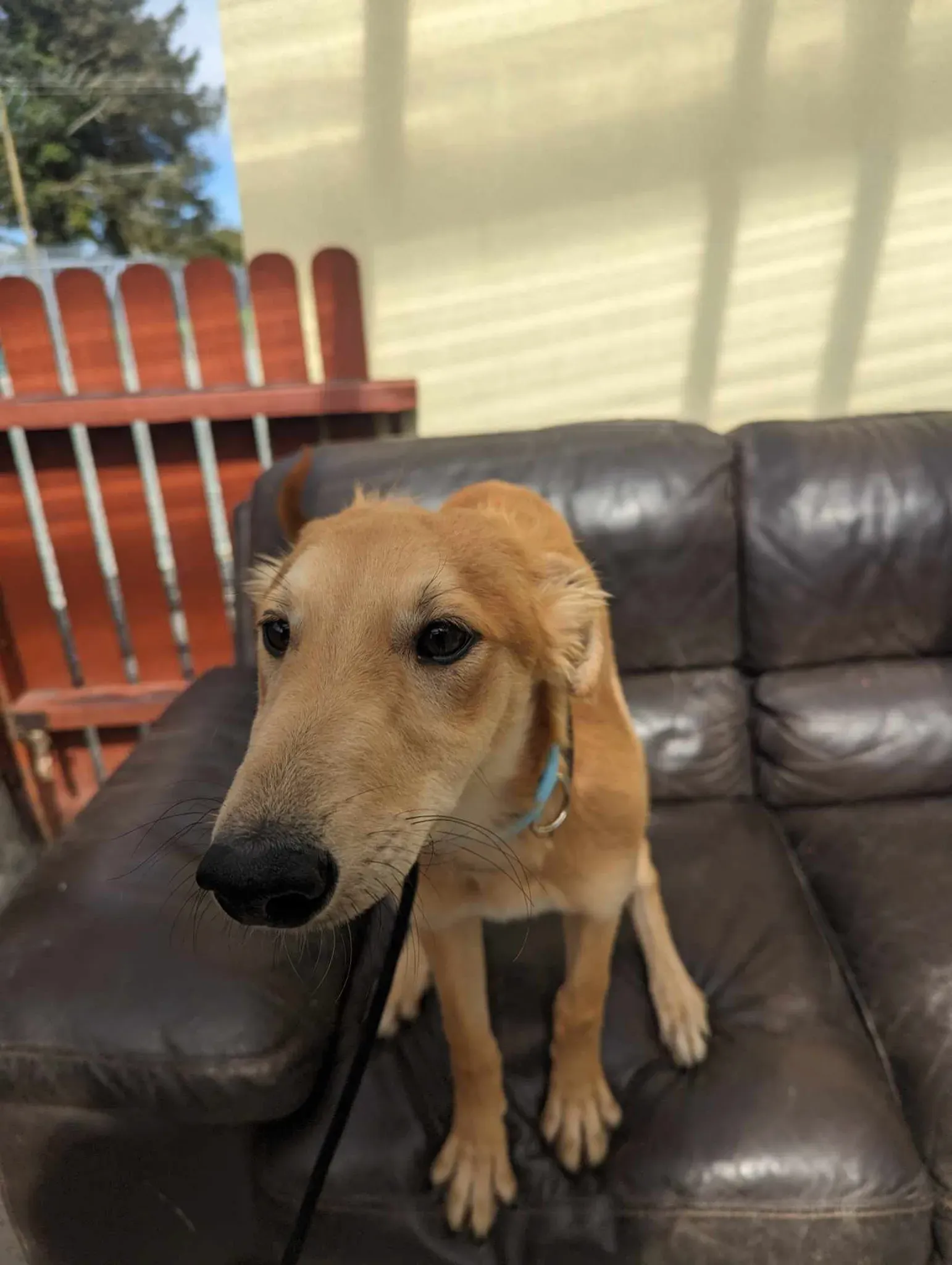 Gino adozione greyhound 29