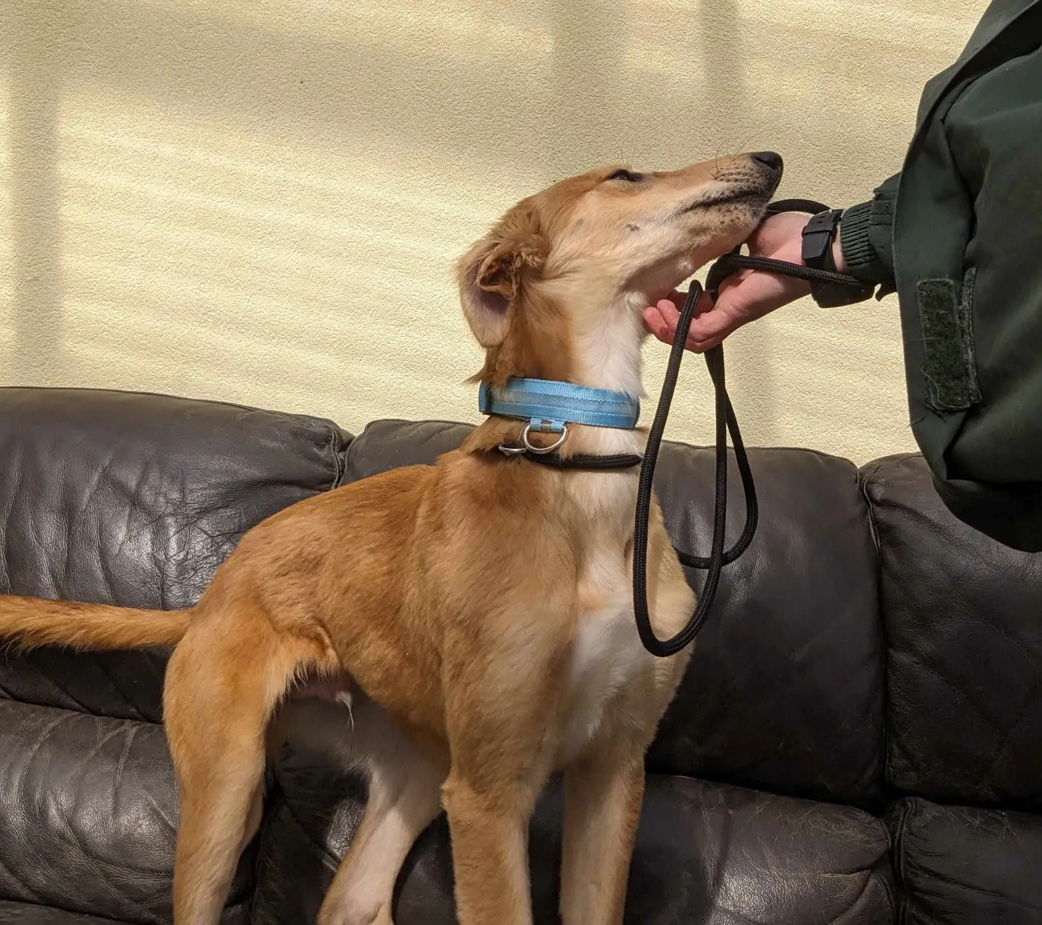 Gino adozione greyhound 30