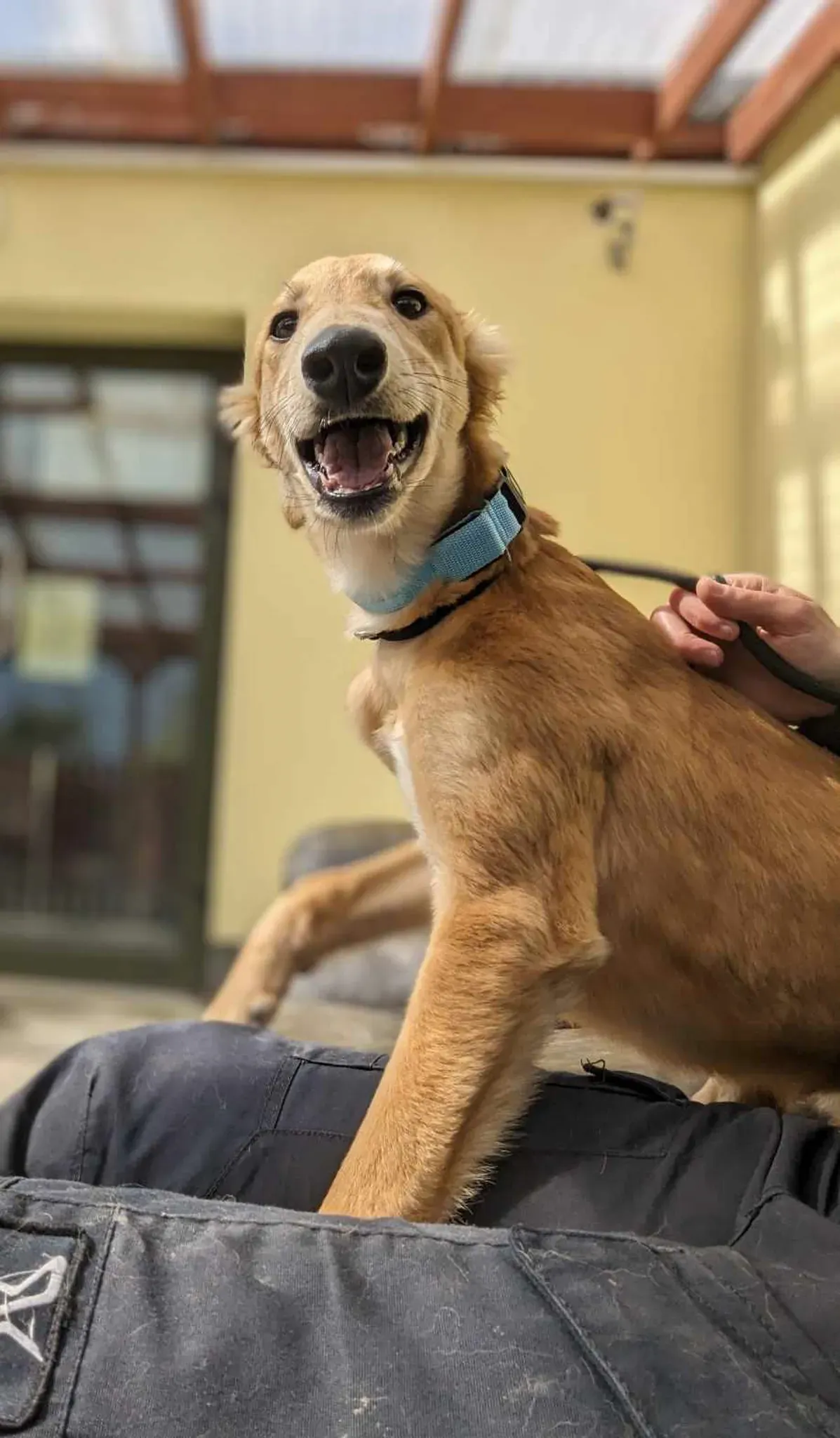 Gino adozione greyhound 31