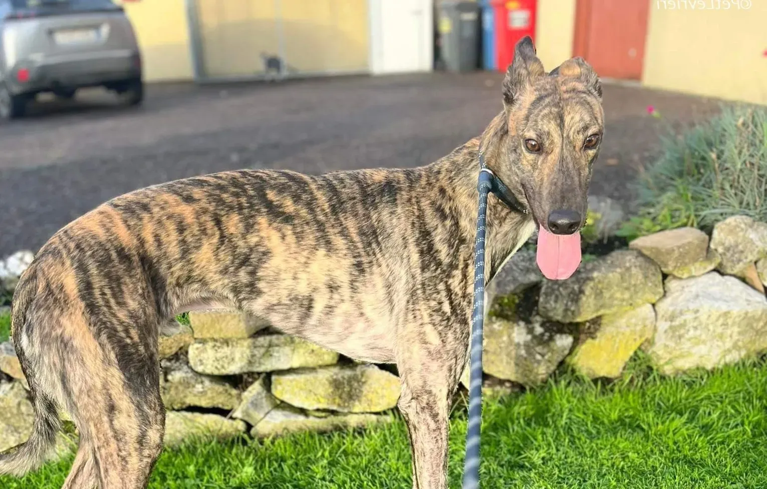 Gio adozione levrieri greyhound 1 e1698600798255