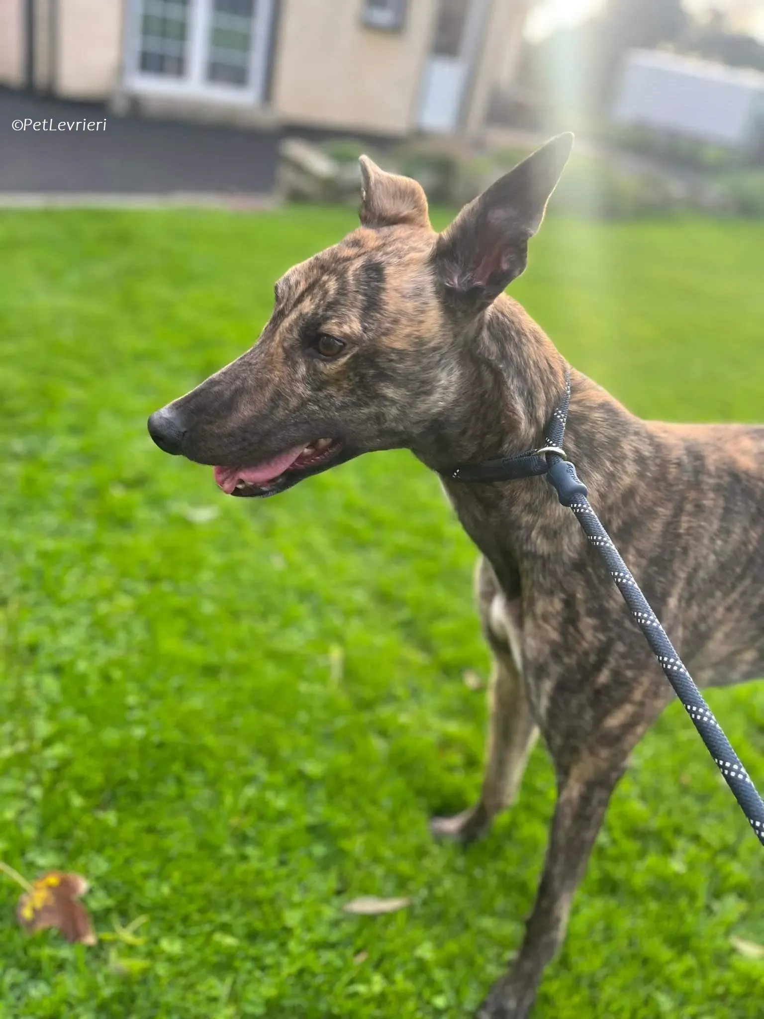 Gio adozione levrieri greyhound 10