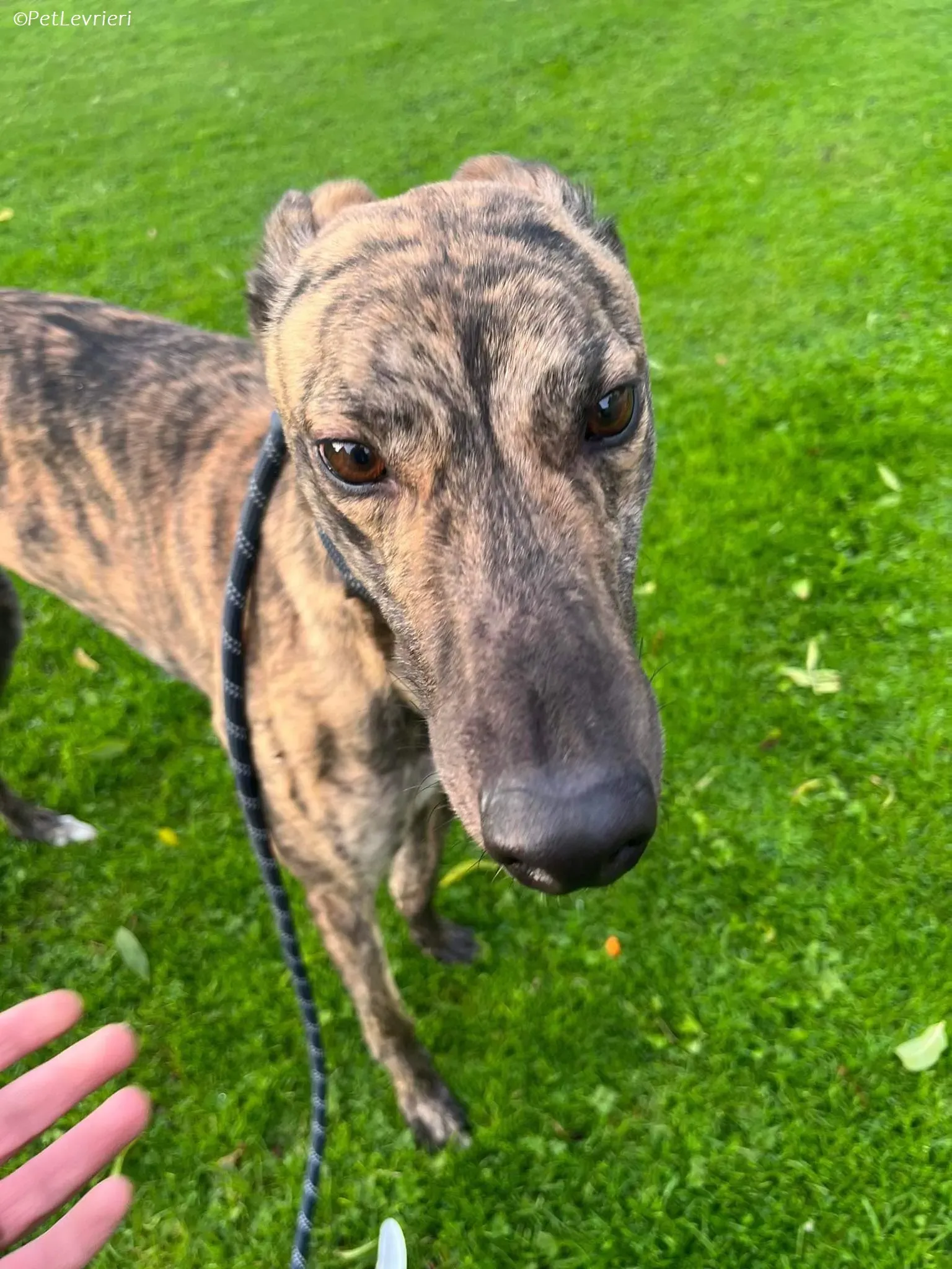 Gio adozione levrieri greyhound 11