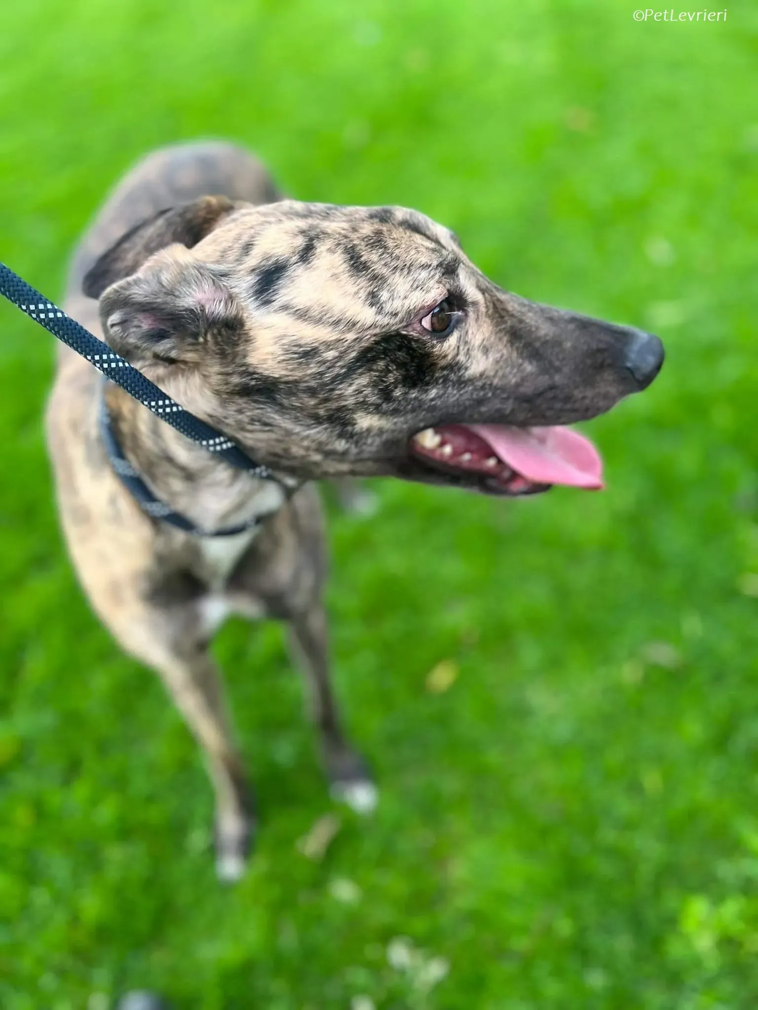 Gio adozione levrieri greyhound 12