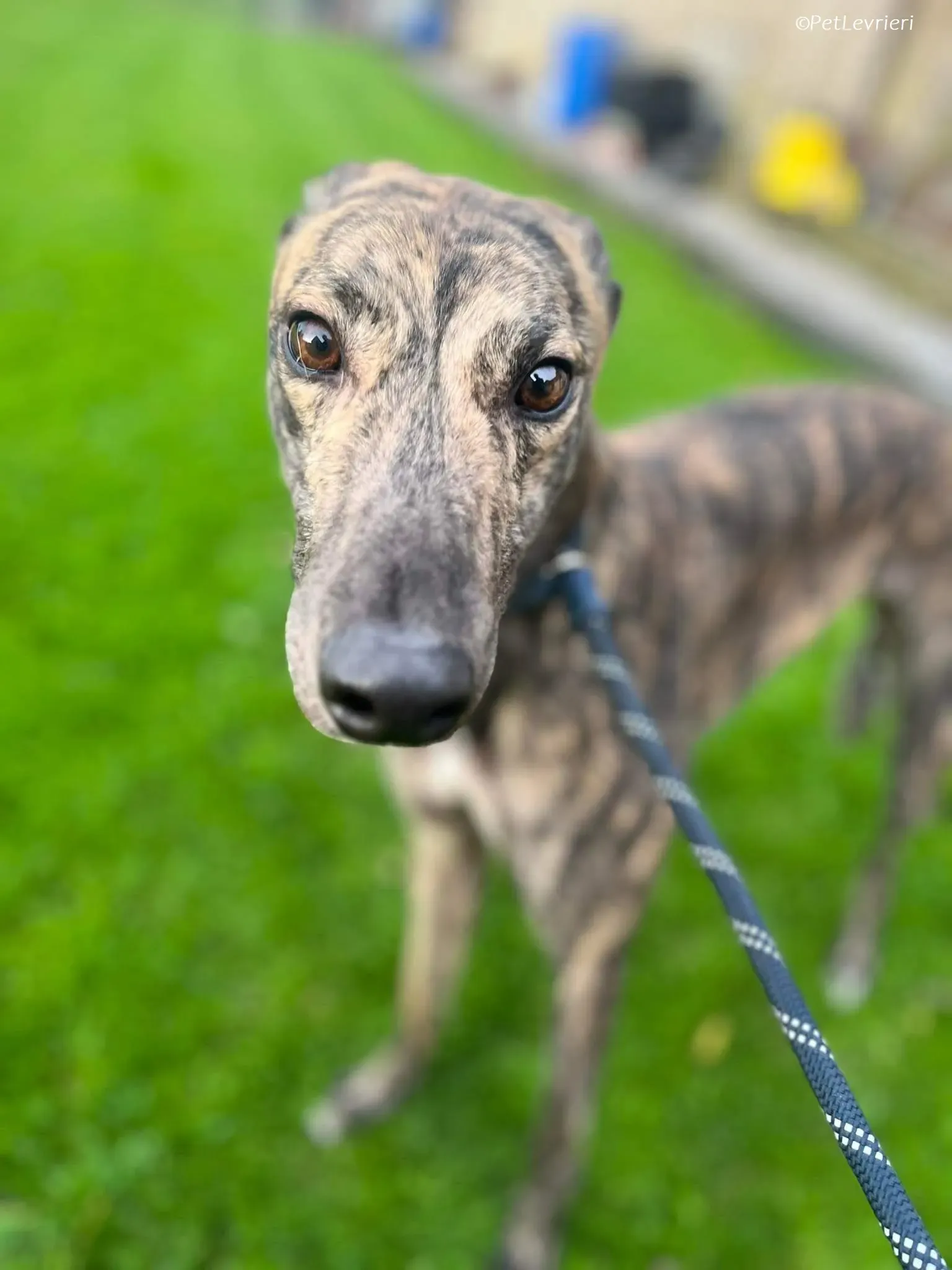 Gio adozione levrieri greyhound 13