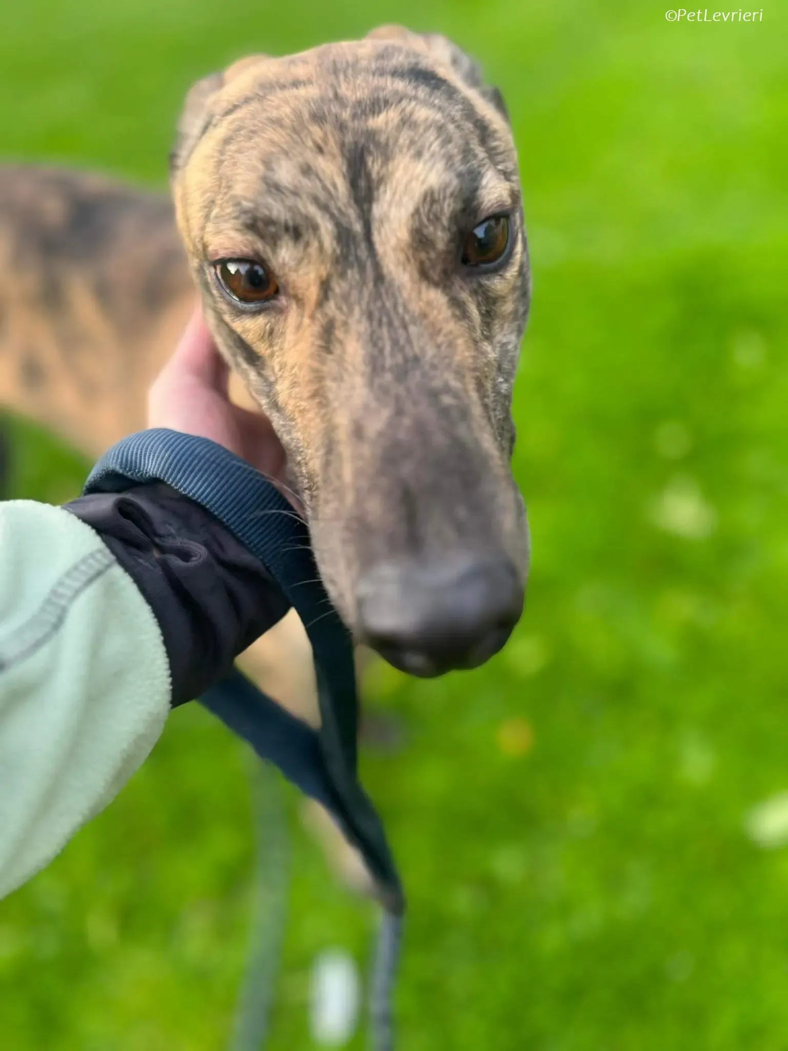 Gio adozione levrieri greyhound 14