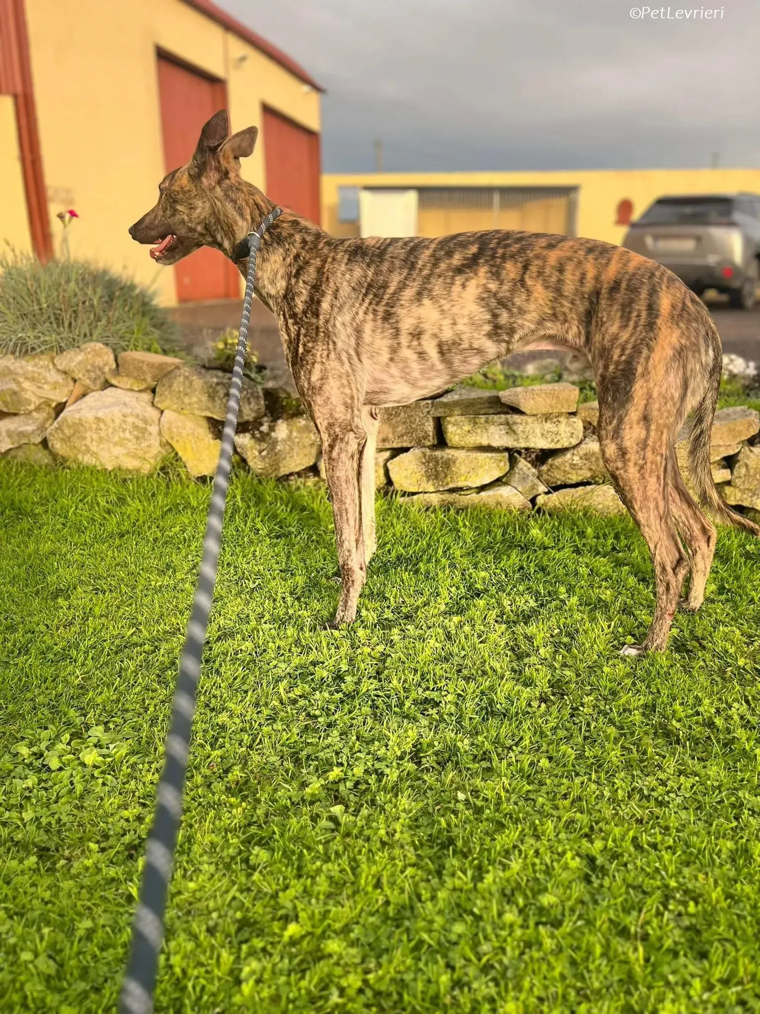 Gio adozione levrieri greyhound 2