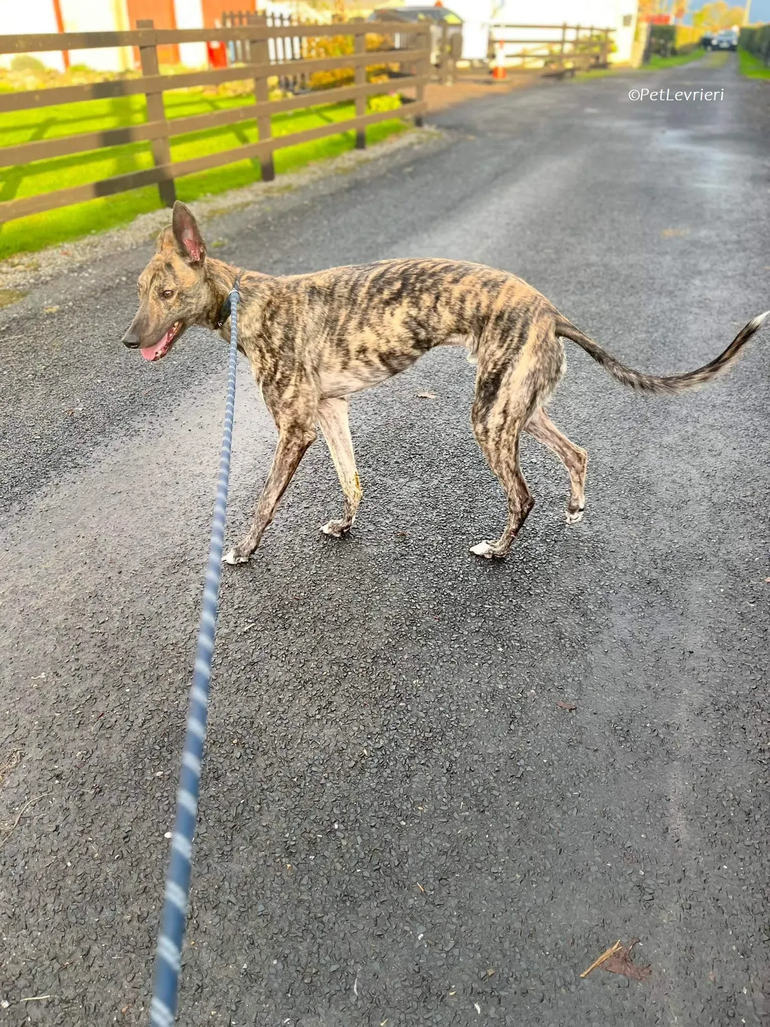 Gio adozione levrieri greyhound 3