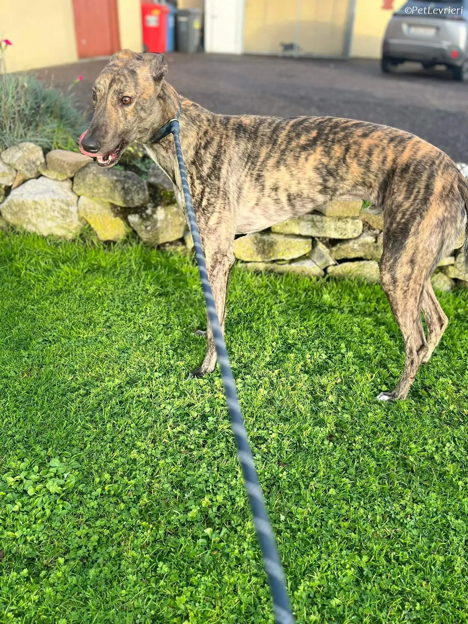 Gio adozione levrieri greyhound 4