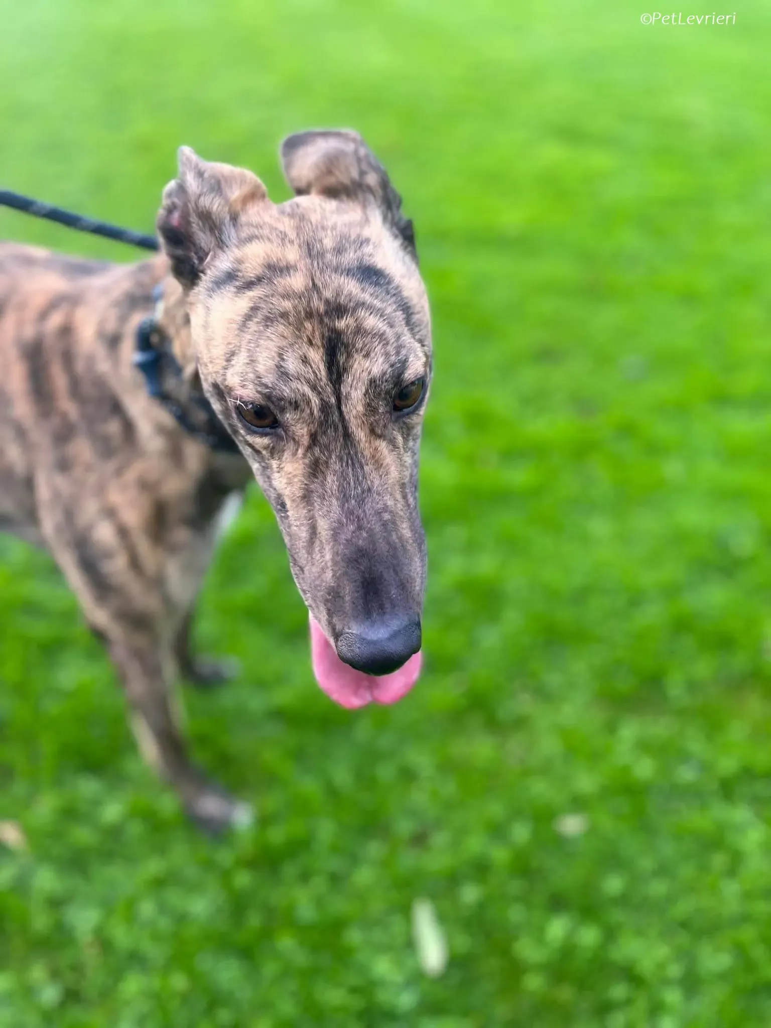 Gio adozione levrieri greyhound 5