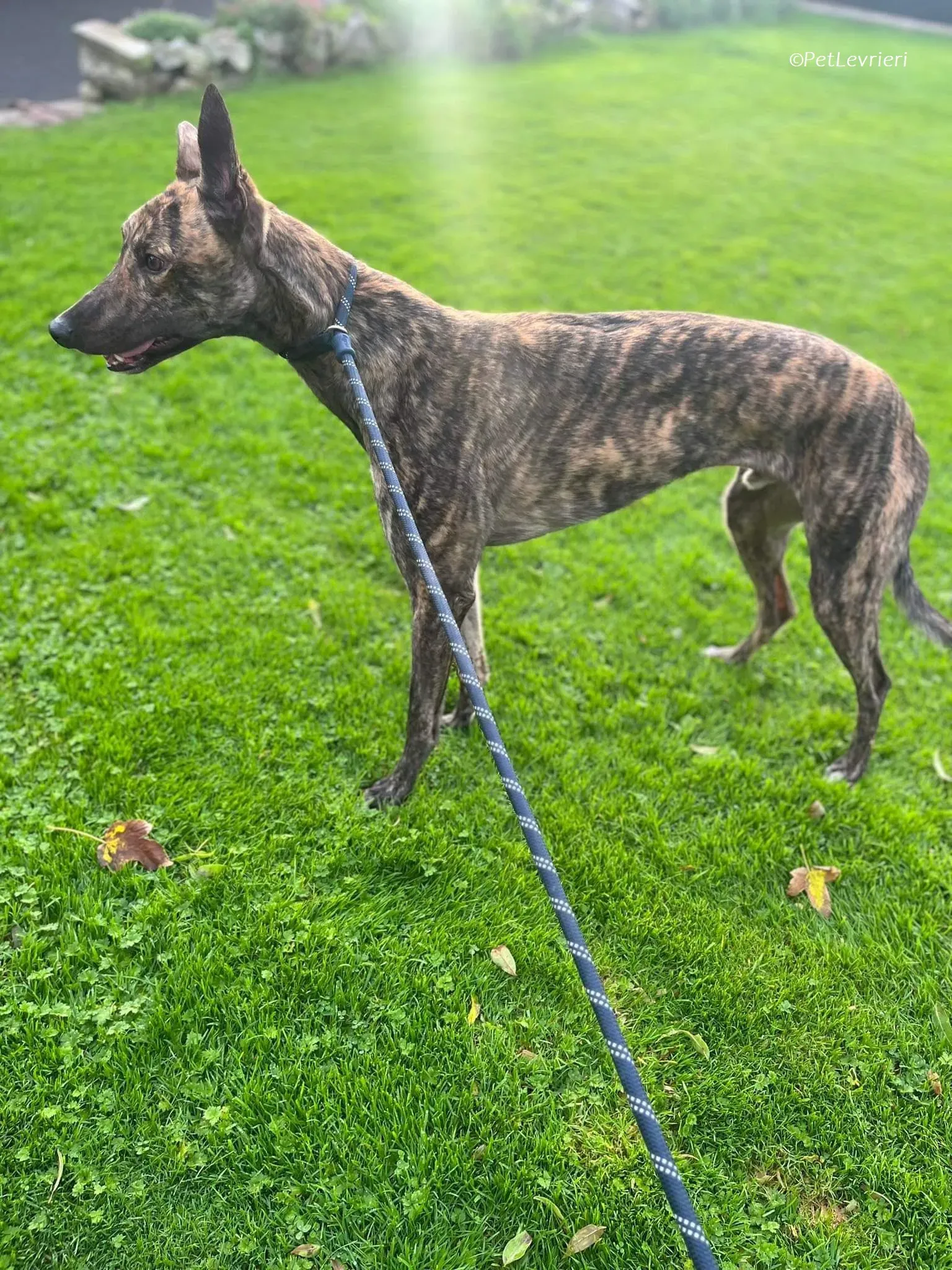 Gio adozione levrieri greyhound 6