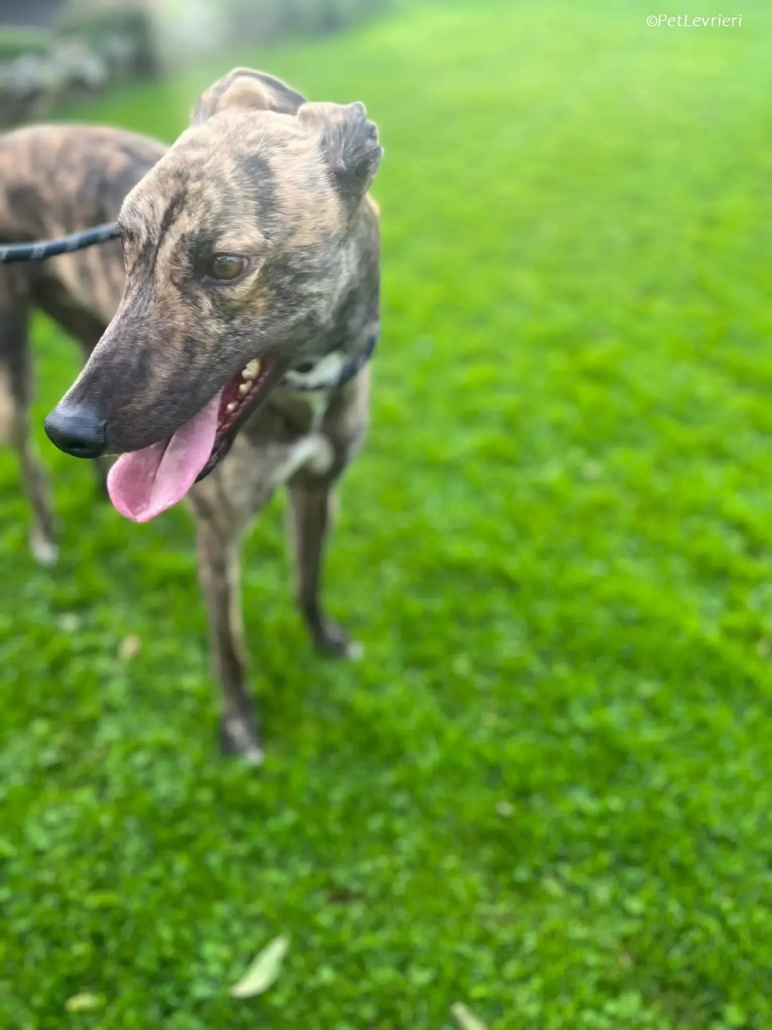 Gio adozione levrieri greyhound 7