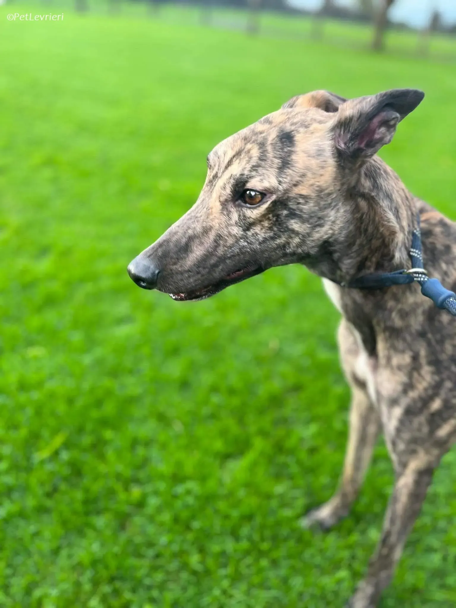 Gio adozione levrieri greyhound 8