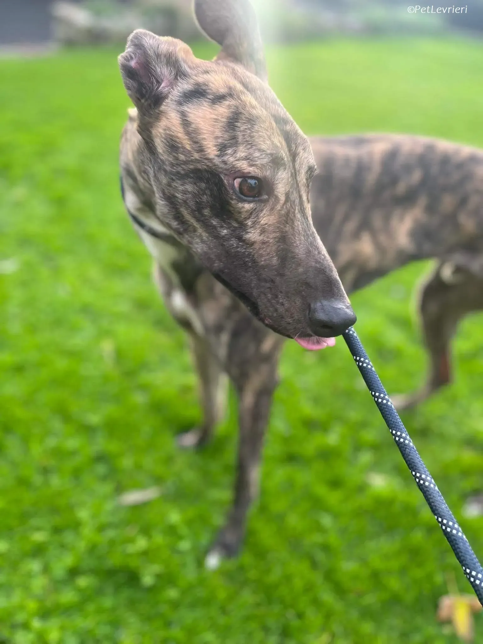 Gio adozione levrieri greyhound 9