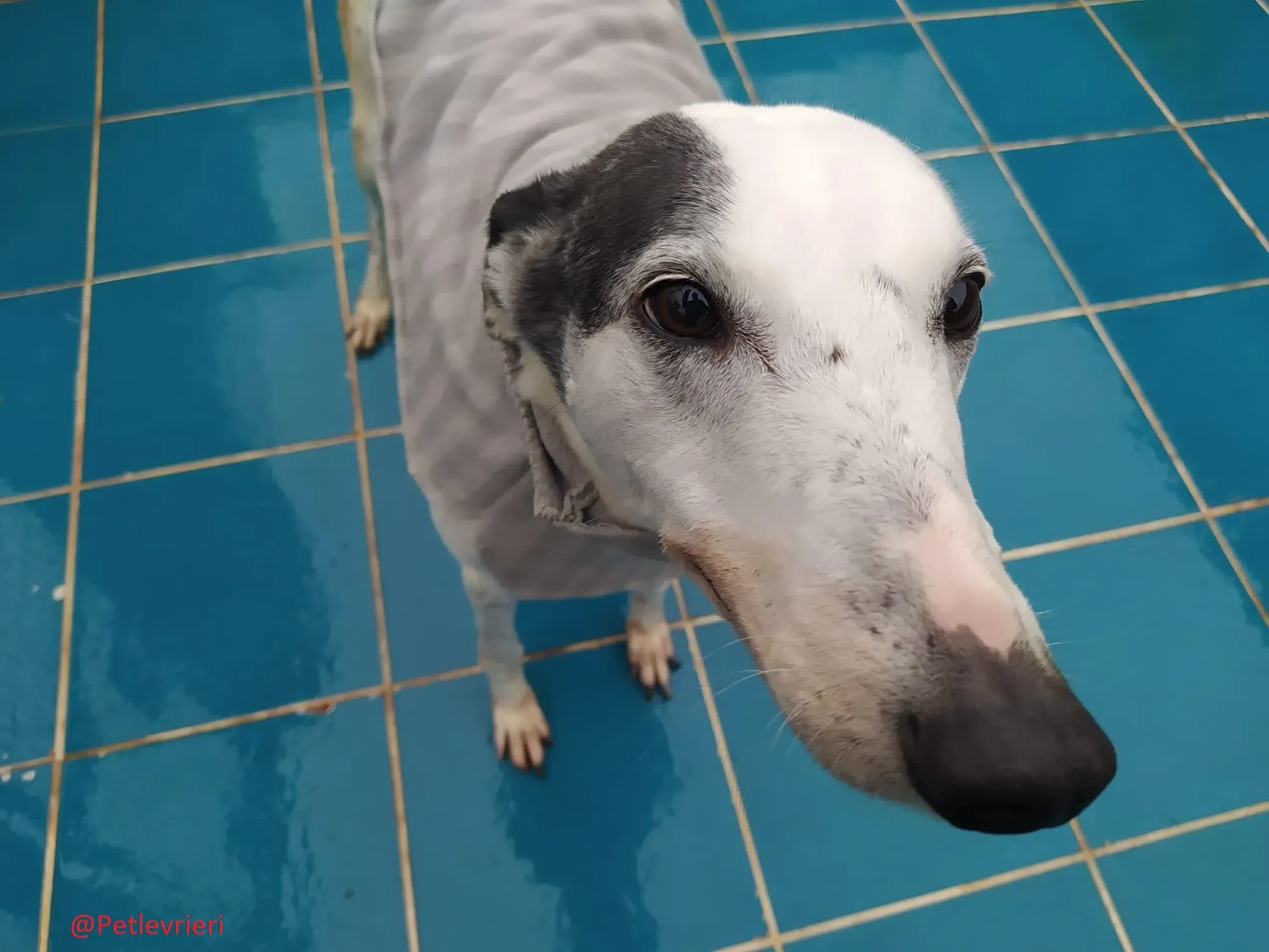 Gitana adozione levrieri galgo 01