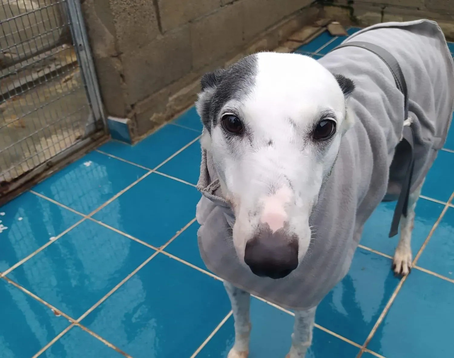 Gitana adozione levrieri galgo 02 e1615925754530