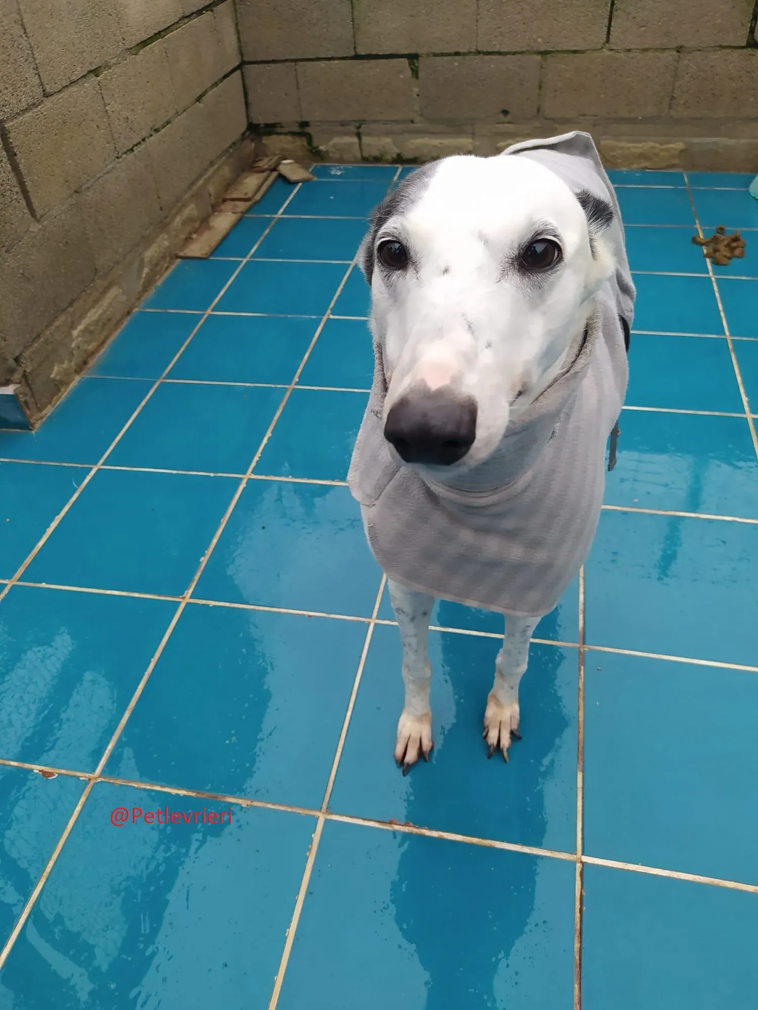 Gitana adozione levrieri galgo 03