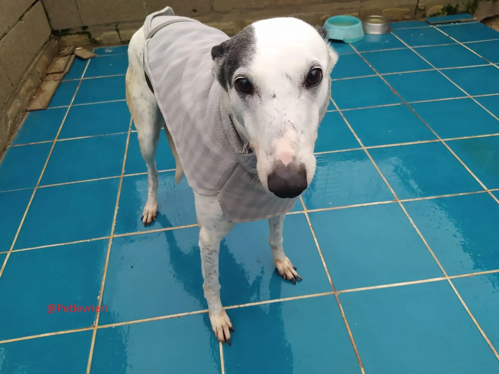 Gitana adozione levrieri galgo 04