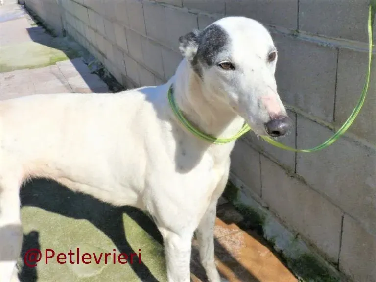 Gitana adozione levrieri galgo 05