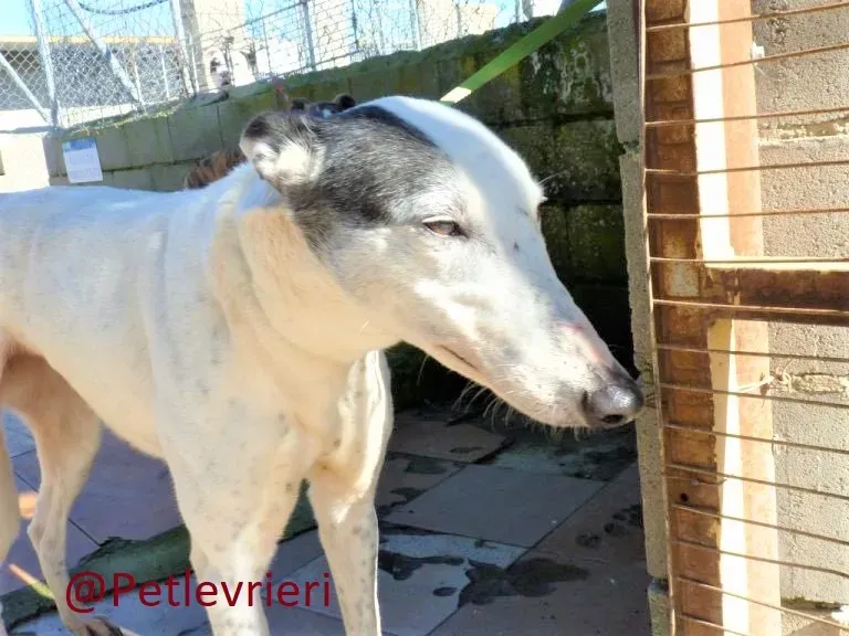 Gitana adozione levrieri galgo 06