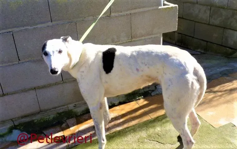 Gitana adozione levrieri galgo 07