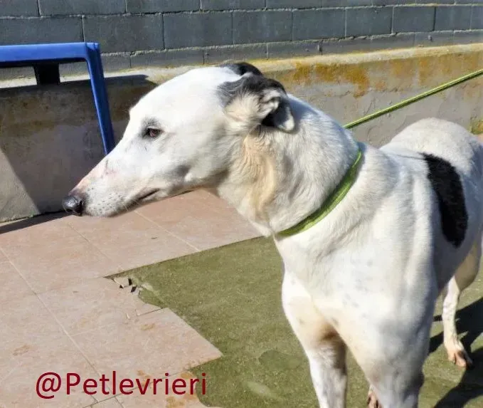 Gitana adozione levrieri galgo 08